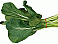 Image: Choi Sum - click to enlarge