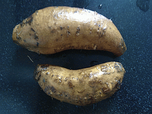 Image: Fan Shei or Chinese sweet yam - Click to Enlarge