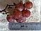 Image: Chinese produce: Grapes or z'Zhee - click to enlarge