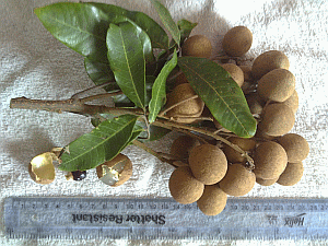 Image: Longgnun - Click to Enlarge