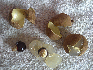 Image: Longgnun - Click to Enlarge