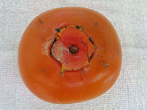 Image: Sharon Fruit, Persimmoms or 'Seei' - Click to Enlarge