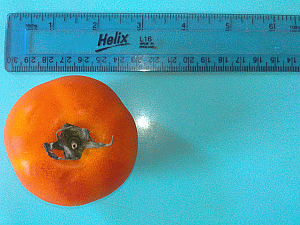 Image: Tomatoes - Click to Enlarge