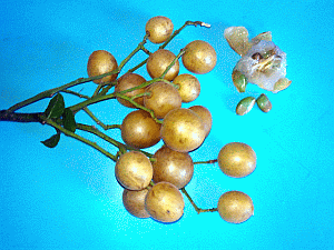 Image: Wong Pei - Click to Enlarge