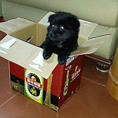 Image: Dogzilla stays for the night - Click to Enlarge